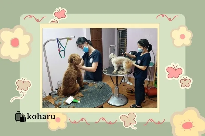 Phòng khám Thú y Tứ Hùng