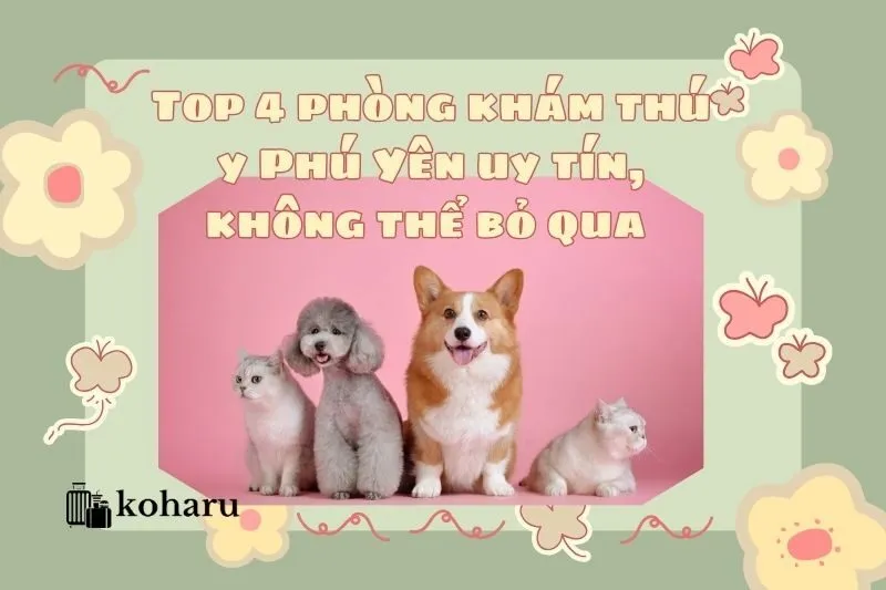 Top 4 phòng khám thú y Phú Yên uy tín, không thể bỏ qua 2025