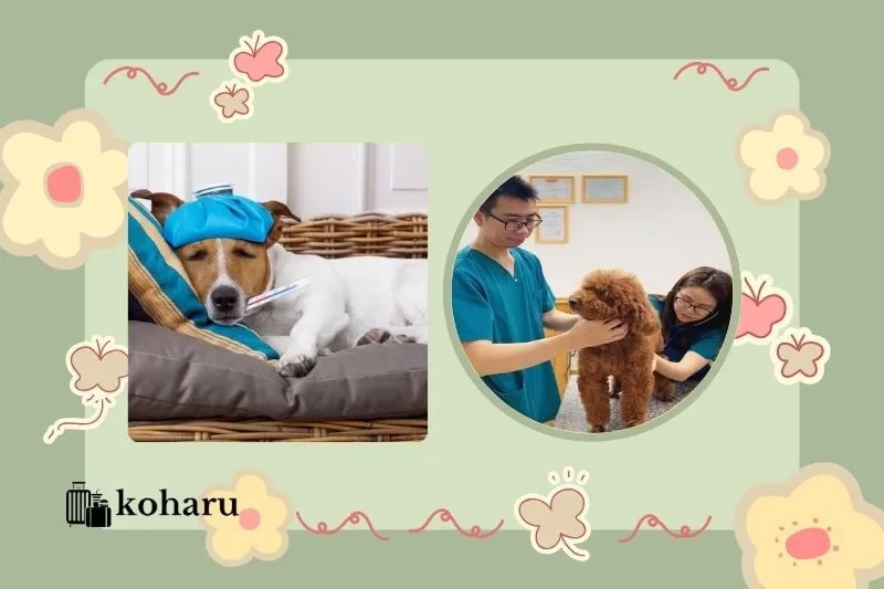 Top 4 phòng khám thú y Phú Yên uy tín và chất lượng nhất