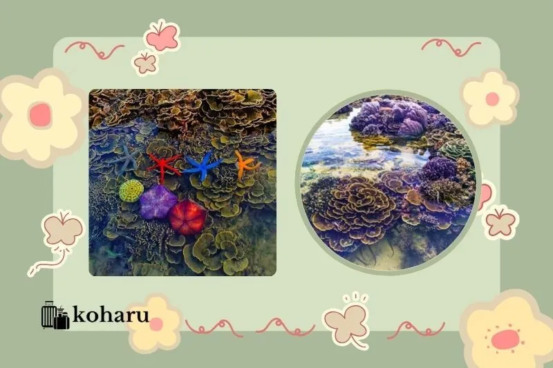 Hòn Yến Phú Yên - Kiệt Tác Thiên Nhiên