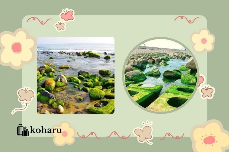 Hướng dẫn di chuyển đến bãi rêu Xóm Rớ Phú Yên