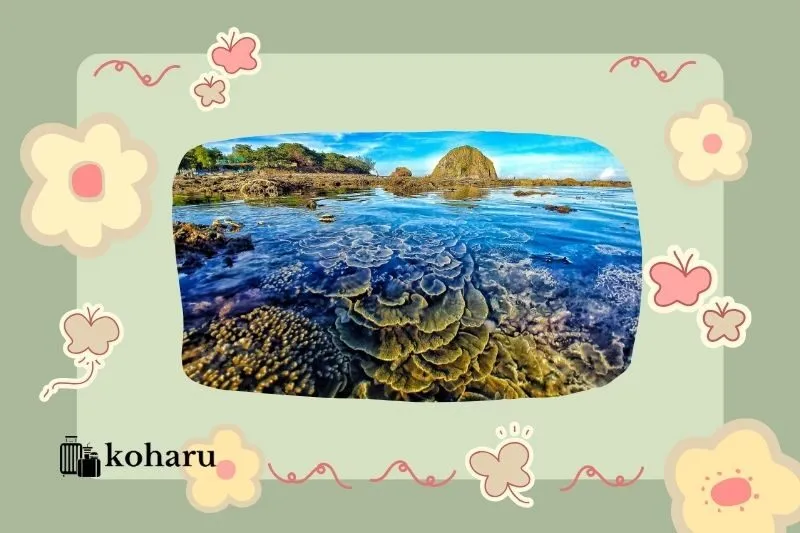 Ngắm rạn san hô trên cạn – Tuyệt cảnh hiếm có ở Việt Nam