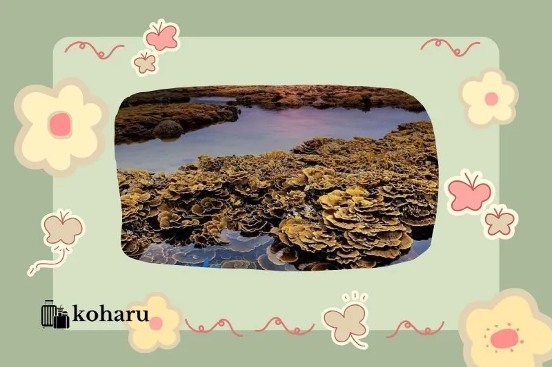 Những lưu ý quan trọng khi du lịch Hòn Yến Phú Yên