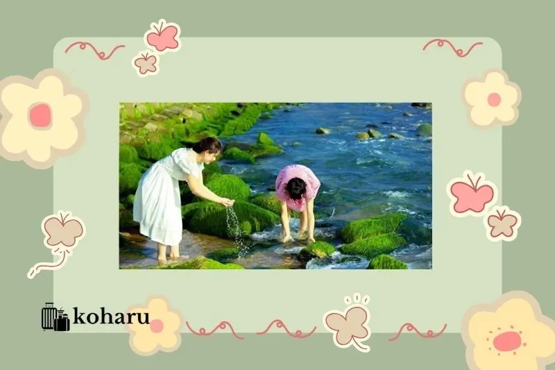 Trải nghiệm không thể bỏ lỡ tại bãi rêu Xóm Rớ Phú Yên