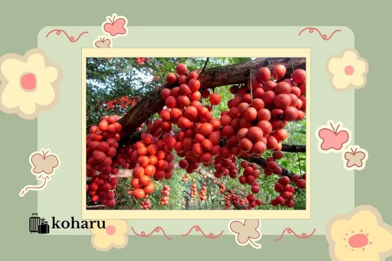 Cách Chế Biến Và Sử Dụng Dâu Da Đỏ Phú Yên