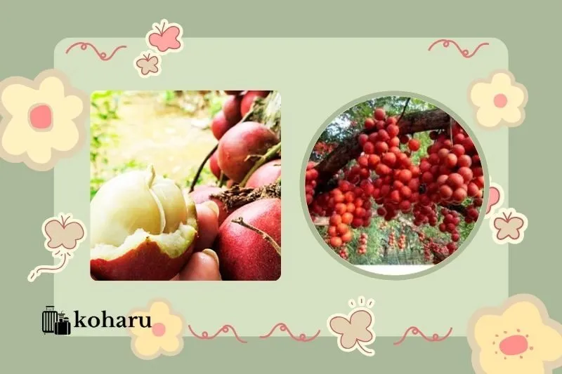 Dâu Da Đỏ Phú Yên Là Gì?