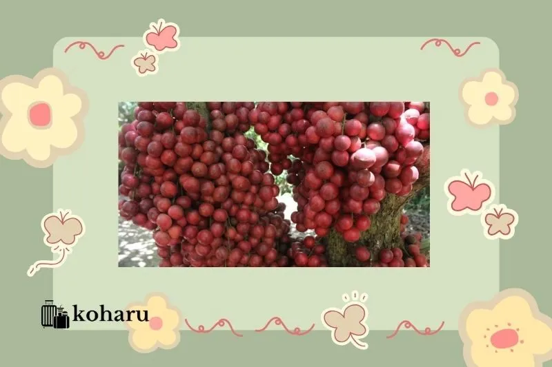 Tiềm Năng Kinh Tế Của Dâu Da Đỏ Phú Yên